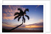 Coconut palm silhouetted at sunset at Kamaole Beach Park in Hawaii by Anonymous