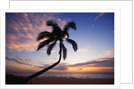 Coconut palm silhouetted at sunset at Kamaole Beach Park in Hawaii by Anonymous