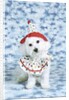 White poodle puppy wearing clown costume by Anonymous