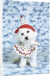 White poodle puppy wearing clown costume by Anonymous