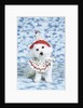 White poodle puppy wearing clown costume by Anonymous