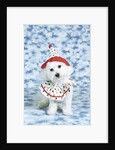 White poodle puppy wearing clown costume by Anonymous