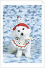 White poodle puppy wearing clown costume by Anonymous
