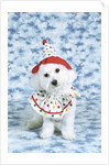 White poodle puppy wearing clown costume by Anonymous