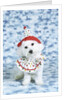 White poodle puppy wearing clown costume by Anonymous