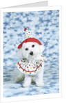 White poodle puppy wearing clown costume by Anonymous