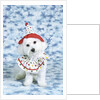 White poodle puppy wearing clown costume by Anonymous