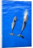 Two spinner dolphin off Manele Bay at Lanai in Hawaii by Anonymous