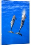 Two spinner dolphin off Manele Bay at Lanai in Hawaii by Anonymous