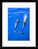 Two spinner dolphin off Manele Bay at Lanai in Hawaii by Anonymous