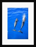 Two spinner dolphin off Manele Bay at Lanai in Hawaii by Anonymous