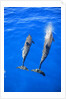 Two spinner dolphin off Manele Bay at Lanai in Hawaii by Anonymous