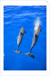 Two spinner dolphin off Manele Bay at Lanai in Hawaii by Anonymous