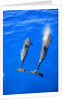 Two spinner dolphin off Manele Bay at Lanai in Hawaii by Anonymous