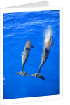 Two spinner dolphin off Manele Bay at Lanai in Hawaii by Anonymous