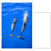 Two spinner dolphin off Manele Bay at Lanai in Hawaii by Anonymous