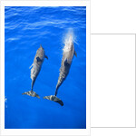 Two spinner dolphin off Manele Bay at Lanai in Hawaii by Anonymous