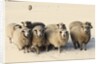 Sheep in winter by Anonymous
