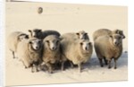 Sheep in winter by Anonymous