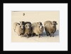 Sheep in winter by Anonymous