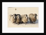 Sheep in winter by Anonymous