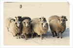 Sheep in winter by Anonymous
