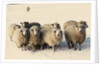 Sheep in winter by Anonymous