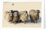 Sheep in winter by Anonymous