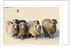Sheep in winter by Anonymous