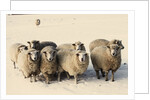 Sheep in winter by Anonymous