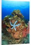 Blue Sea Star and brilliant red sea fans near Komba Island in the Flores Sea, Indonesia by Anonymous
