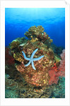 Blue Sea Star and brilliant red sea fans near Komba Island in the Flores Sea, Indonesia by Anonymous