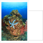 Blue Sea Star and brilliant red sea fans near Komba Island in the Flores Sea, Indonesia by Anonymous