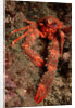 Crab (Galathea strigosa). by Anonymous