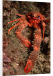 Crab (Galathea strigosa). by Anonymous