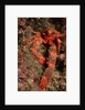 Crab (Galathea strigosa). by Anonymous