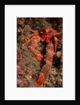 Crab (Galathea strigosa). by Anonymous