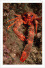 Crab (Galathea strigosa). by Anonymous