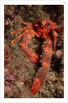 Crab (Galathea strigosa). by Anonymous