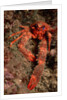 Crab (Galathea strigosa). by Anonymous