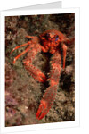 Crab (Galathea strigosa). by Anonymous