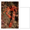 Crab (Galathea strigosa). by Anonymous