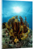 Crinoid (Comanthus parvicirrus). by Anonymous