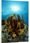 Crinoid (Comanthus parvicirrus). by Anonymous