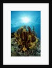 Crinoid (Comanthus parvicirrus). by Anonymous