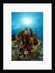Crinoid (Comanthus parvicirrus). by Anonymous