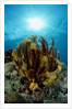 Crinoid (Comanthus parvicirrus). by Anonymous