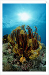 Crinoid (Comanthus parvicirrus). by Anonymous