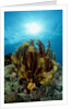 Crinoid (Comanthus parvicirrus). by Anonymous