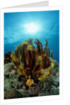 Crinoid (Comanthus parvicirrus). by Anonymous